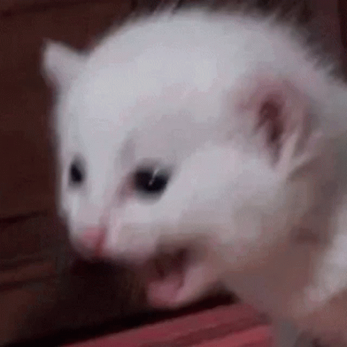 aaa